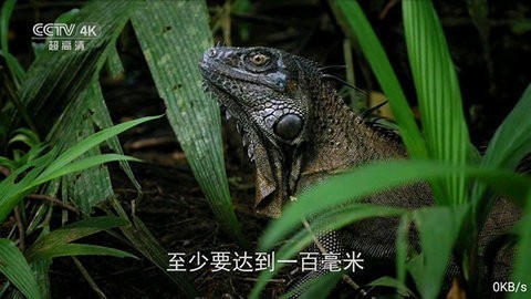 全网通TV精简版