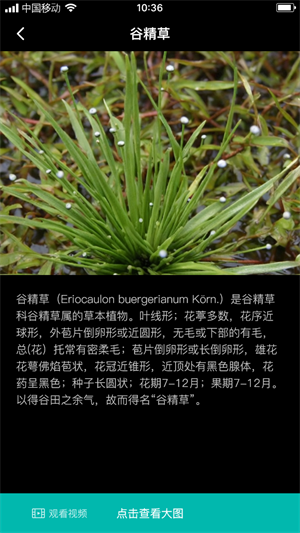 谷精草枝经典版