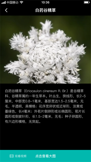 谷精草枝经典版
