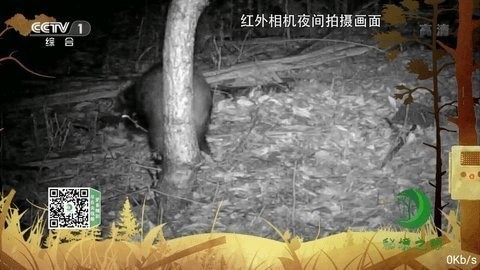橘子tv精简版